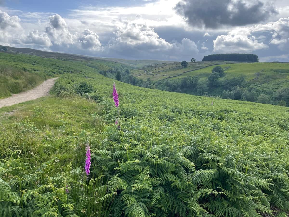 South Pennine Moors